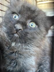 Shelter Stray Male Cat last seen Bexar County, New Braunfels, TX 78130