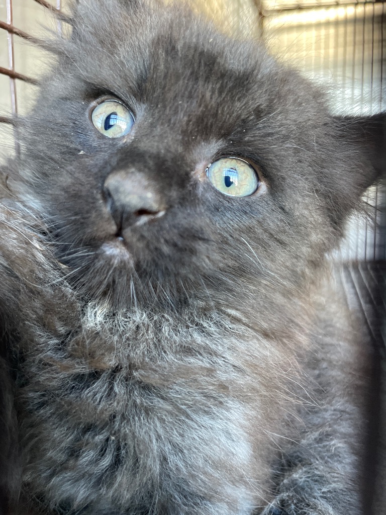 Shelter Stray Male Cat last seen Bexar County, New Braunfels, TX 78130