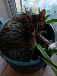 Lost Male Cat last seen Mountain, Claremont, CA 91711
