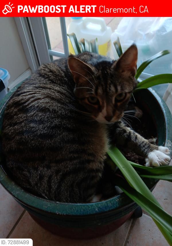 Lost Male Cat last seen Mountain, Claremont, CA 91711