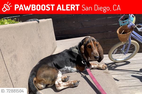 Lost Female Dog last seen San Diego California , San Diego, CA 92101