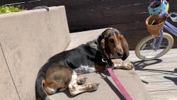 Lost Female Dog last seen San Diego California , San Diego, CA 92101
