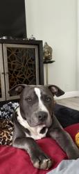 Lost Male Dog last seen walgreens on university , Denton, TX 76201