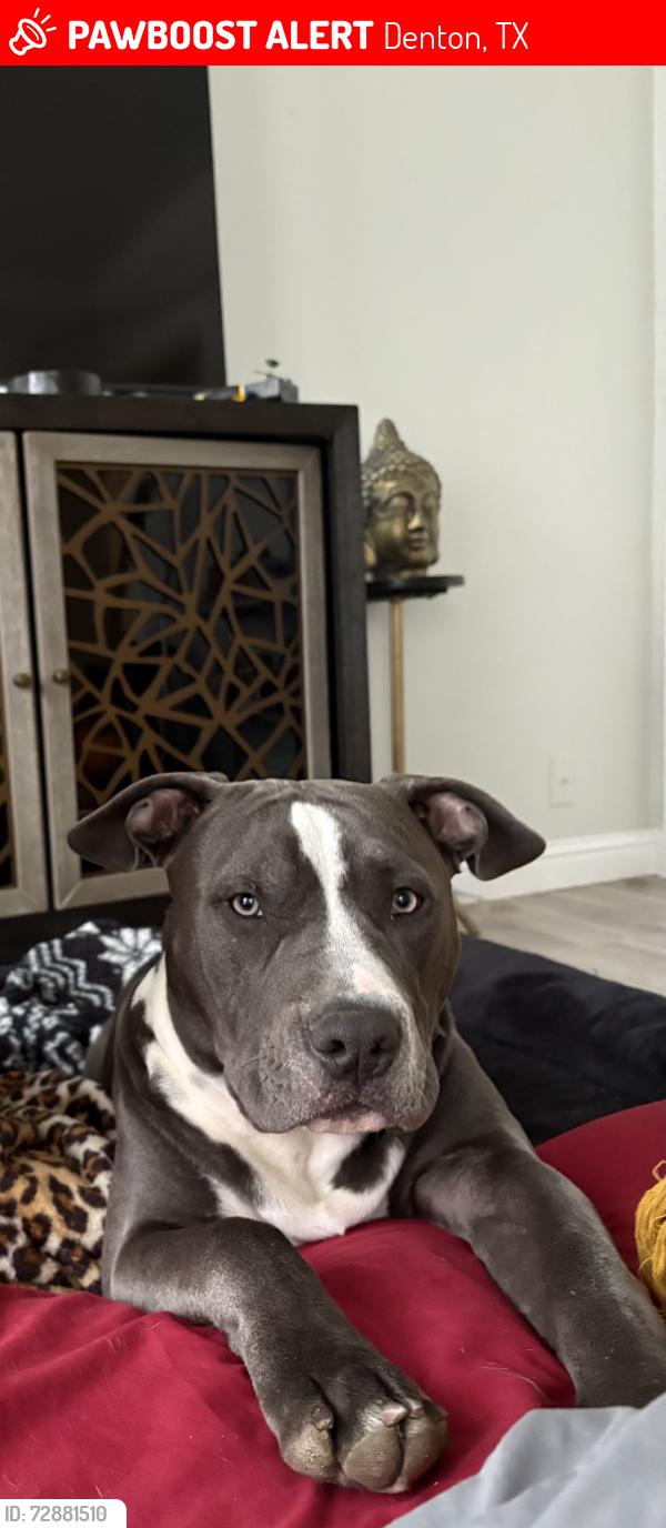 Lost Male Dog last seen walgreens on university , Denton, TX 76201