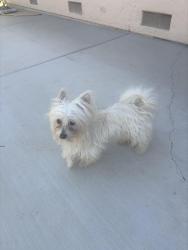 Found/Stray Male Dog last seen Garrow dr, Antioch, CA 94509