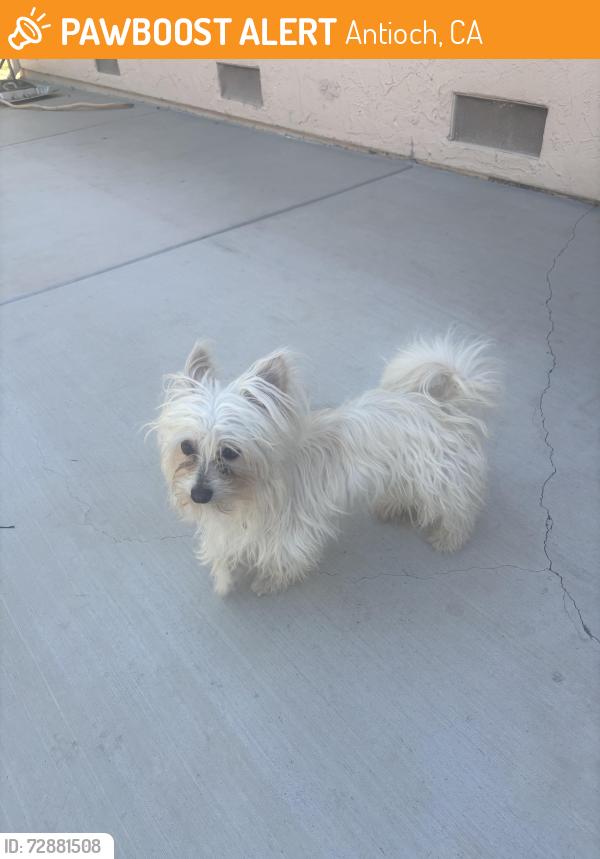 Found/Stray Male Dog last seen Garrow dr, Antioch, CA 94509