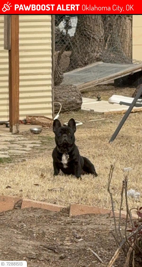 Lost Male Dog last seen 16th and Rockwell , Oklahoma City, OK 73127