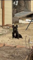 Lost Male Dog last seen 16th and Rockwell , Oklahoma City, OK 73127