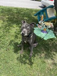 Found/Stray Female Dog last seen Near wayer oak road roanoke, Hollins, VA 24019