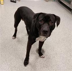 Shelter Stray Male Dog last seen ELK GROVE FLORIN RD / PARK MEADOWS DR, Elk Grove, CA 95624