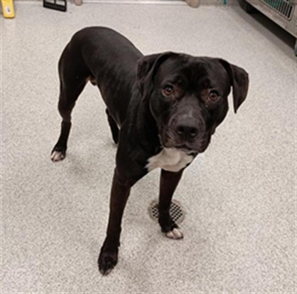 Shelter Stray Male Dog last seen ELK GROVE FLORIN RD / PARK MEADOWS DR, Elk Grove, CA 95624
