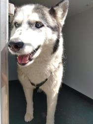 Shelter Stray Female Dog last seen Near BLK RIDGE RD, BAKERSFIELD, CA, Bakersfield, CA 93307