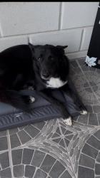 Lost Female Dog last seen Near w 8th st, San Juan, TX. 78589, San Juan, TX 78589