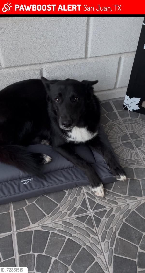Lost Female Dog last seen Near w 8th st, San Juan, TX. 78589, San Juan, TX 78589