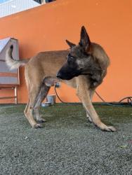 Shelter Stray Male Dog last seen Near BLOCK NW 66TH AVE, Doral, FL 33122