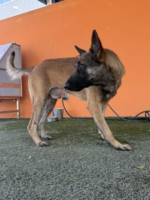 Shelter Stray Male Dog last seen Near BLOCK NW 66TH AVE, Doral, FL 33122