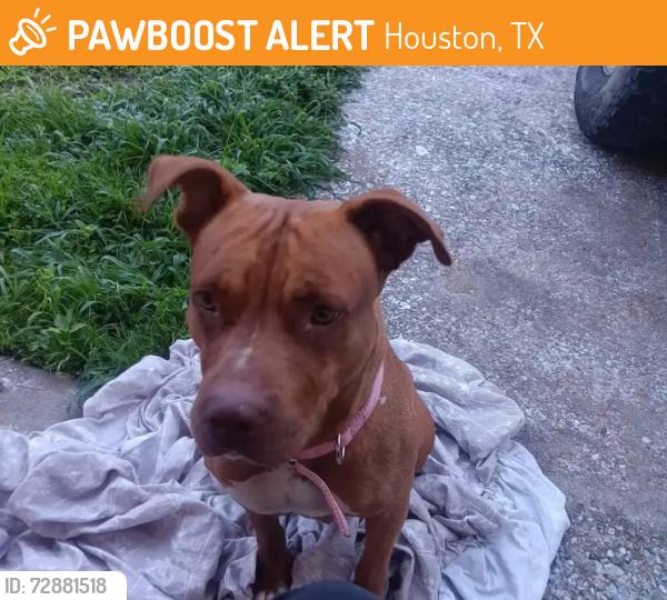 Found/Stray Female Dog last seen Kuykendahl, Houston, TX 77068