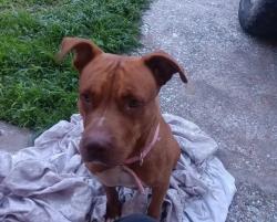 Found/Stray Female Dog last seen Kuykendahl, Houston, TX 77068