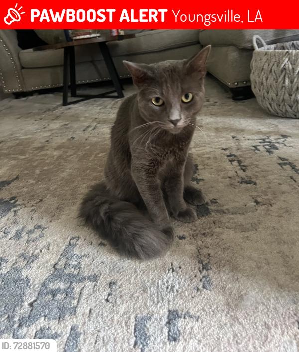 Lost Male Cat last seen Fortune rd and Southfork dr, Youngsville, LA 70592