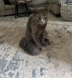 Lost Male Cat last seen Fortune rd and Southfork dr, Youngsville, LA 70592