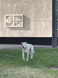 Found/Stray Male Dog last seen On campus, San Bernardino, CA 92324