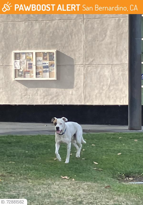 Found/Stray Male Dog last seen On campus, San Bernardino, CA 92324