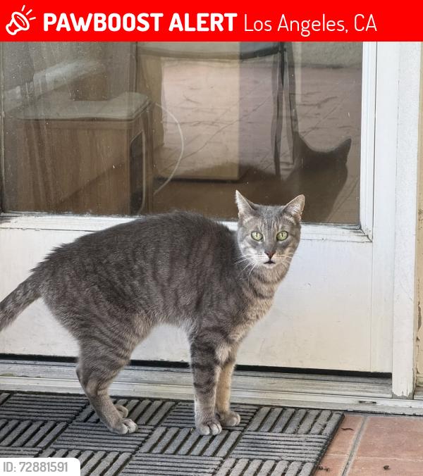 Lost Male Cat last seen Valentine St and Cerro Gordo, Los Angeles, CA 90026