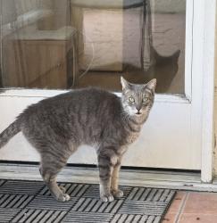 Lost Male Cat last seen Valentine St and Cerro Gordo, Los Angeles, CA 90026