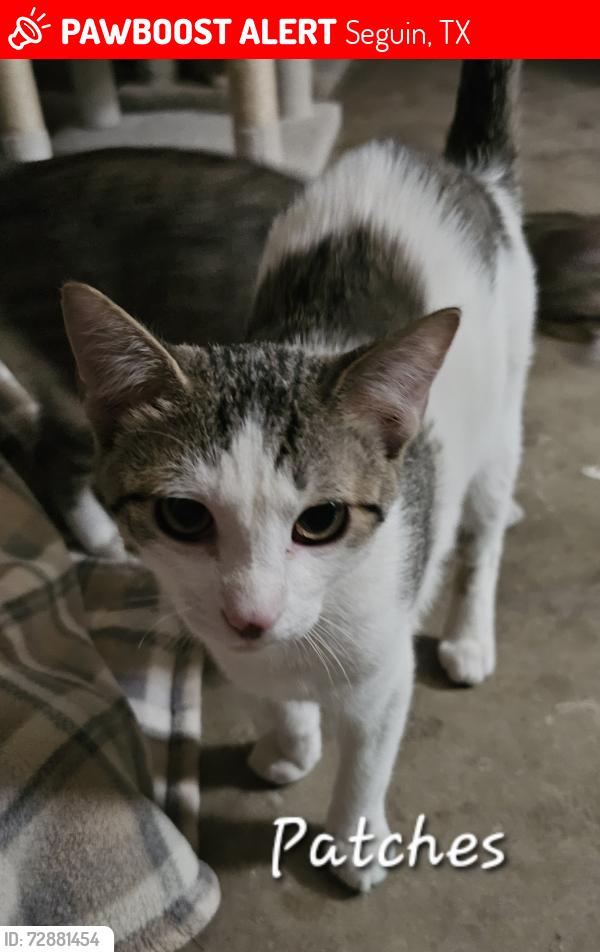 Lost Male Cat last seen Highview Ln, Seguin, TX 78155