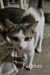 Lost Male Cat last seen Highview Ln, Seguin, TX 78155