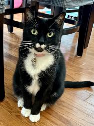 Reunited Female Cat last seen Cape Charles Dr. and Cagle Dr. , Raleigh, NC 27617