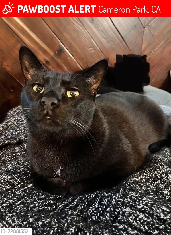 Lost Male Cat last seen Near Sudbury Rd, Cameron Park, CA 95682