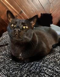 Lost Male Cat last seen Near Sudbury Rd, Cameron Park, CA 95682