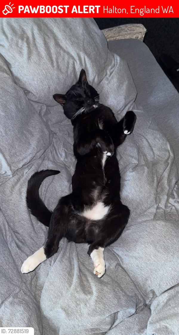 Lost Male Cat last seen Near the pizza hut across from alforde street, Halton, England WA8