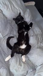 Lost Male Cat last seen Near the pizza hut across from alforde street, Halton, England WA8