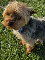 Lost Male Dog last seen Ranchero, Hesperia, CA 92345