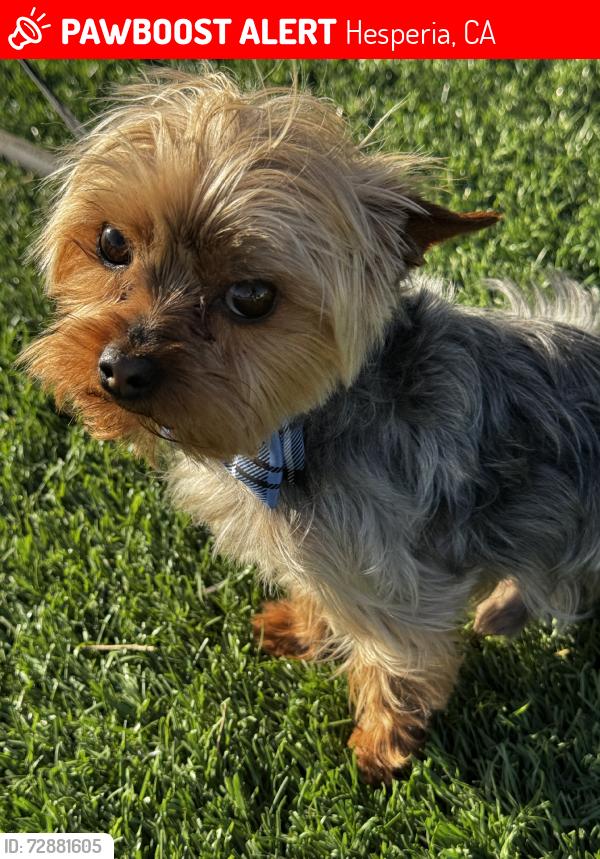 Lost Male Dog last seen Ranchero, Hesperia, CA 92345
