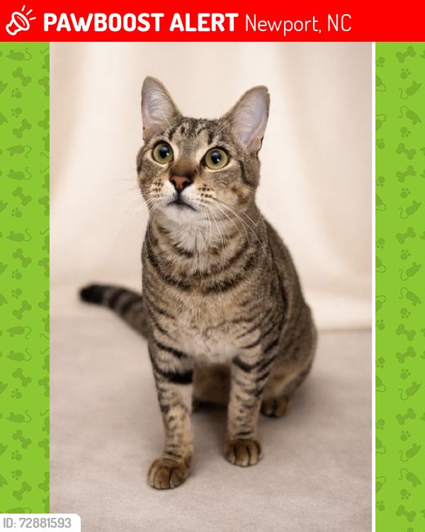 Lost Male Cat last seen Nine Mile Rd , Newport, NC 28570