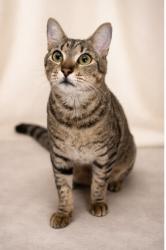Lost Male Cat last seen Nine Mile Rd , Newport, NC 28570