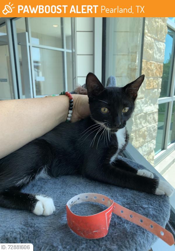 Found/Stray Male Cat last seen Mobil gas station 288 and broadway, Pearland, TX 77584