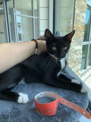 Found/Stray Male Cat last seen Mobil gas station 288 and broadway, Pearland, TX 77584