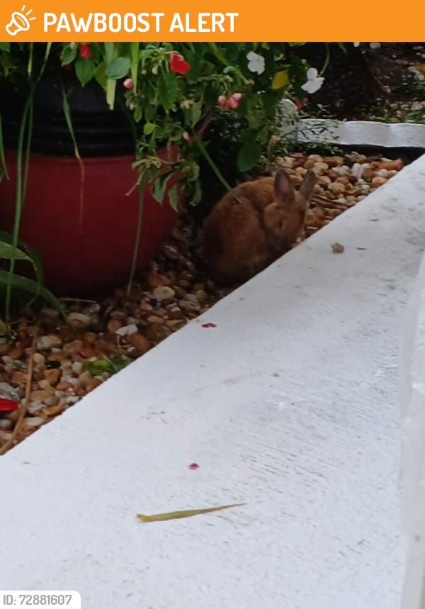 Found/Stray Unknown Rabbit last seen SW 18th Court and SW 66th Ave., North Lauderdale, North Lauderdale, FL 33068