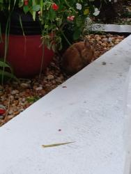 Found/Stray Unknown Rabbit last seen SW 18th Court and SW 66th Ave., North Lauderdale, North Lauderdale, FL 33068