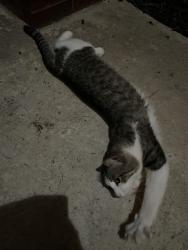 Found/Stray Unknown Cat last seen Quaker Ln and McGee Ln, Lewisville, TX 75077, Lewisville, TX 75077