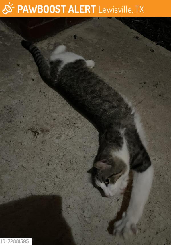 Found/Stray Unknown Cat last seen Quaker Ln and McGee Ln, Lewisville, TX 75077, Lewisville, TX 75077
