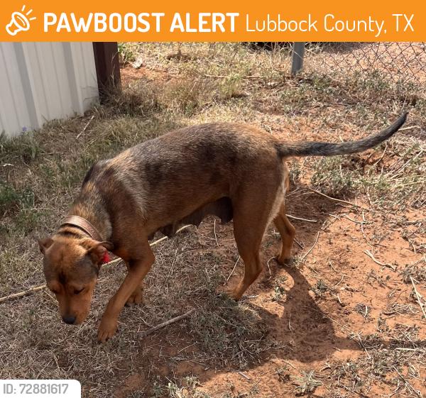Found/Stray Female Dog last seen 1 mile North of the Boys and Girls Ranch., Lubbock County, TX 79403