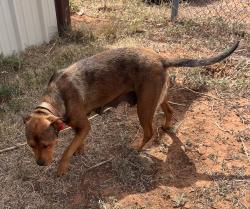 Found/Stray Female Dog last seen 1 mile North of the Boys and Girls Ranch., Lubbock County, TX 79403