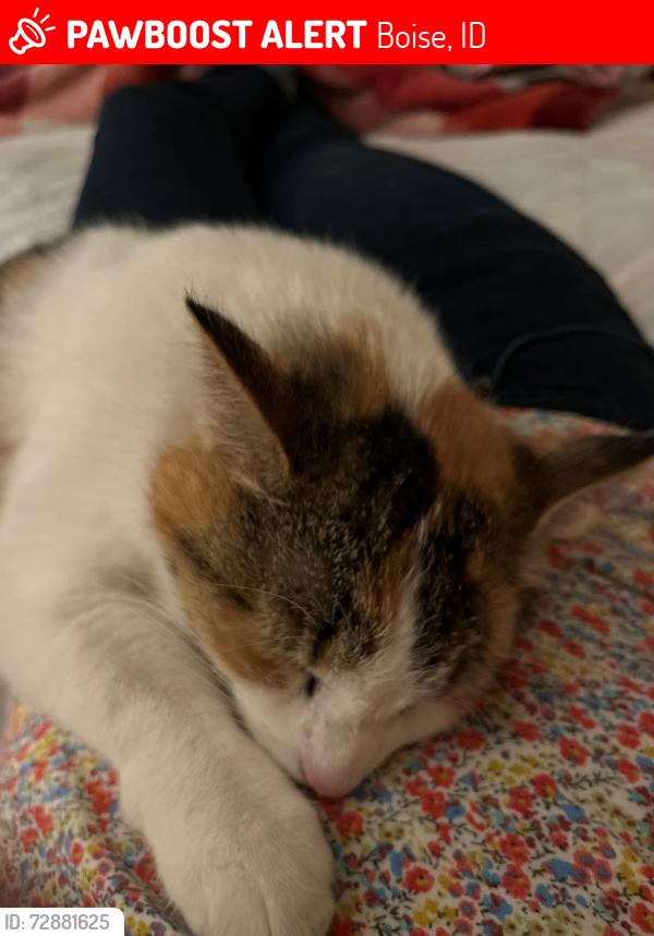 Lost Female Cat last seen Cottonwood Park, Boise, ID 83713