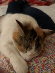 Lost Female Cat last seen Cottonwood Park, Boise, ID 83713