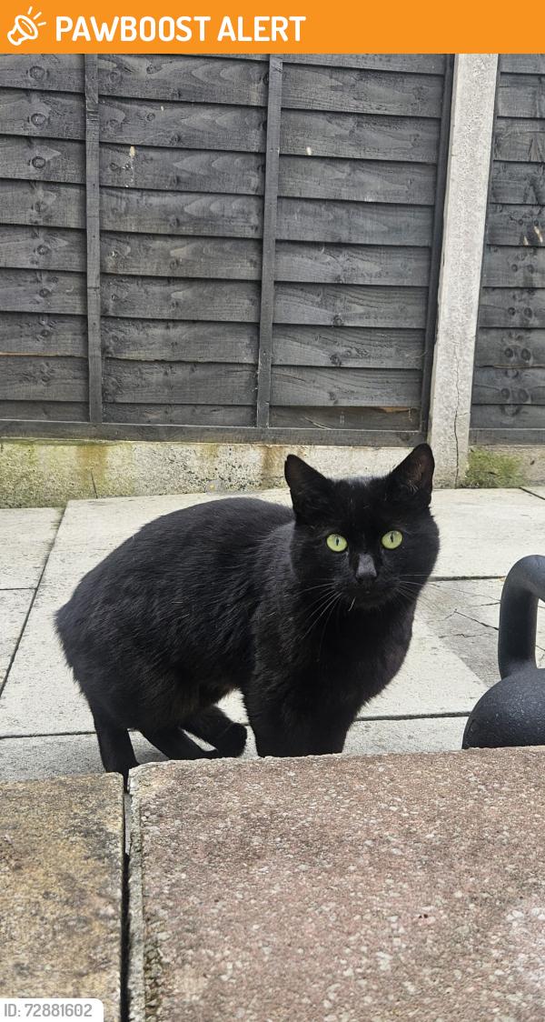 Found/Stray Unknown Cat last seen lidl car park chester rd stretford, Stretford, England M32 0RU